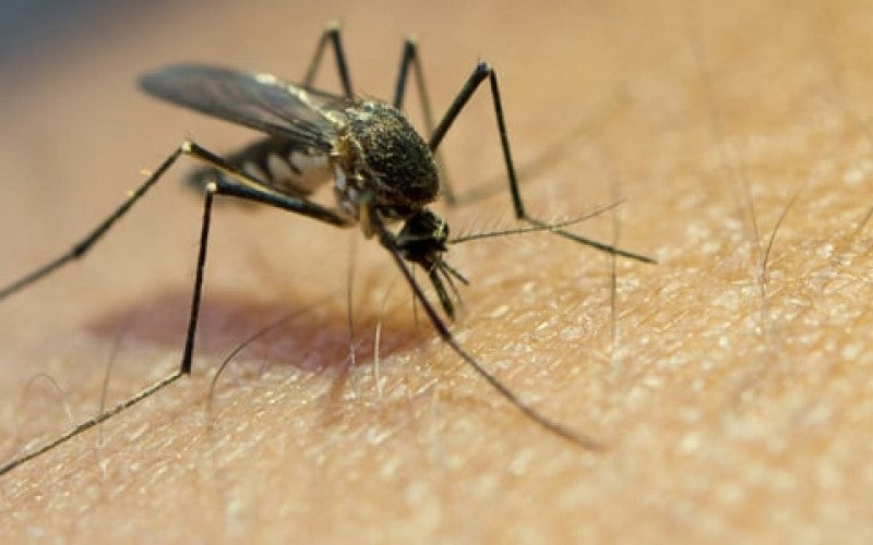 The Mosquitoes Are Back In Force